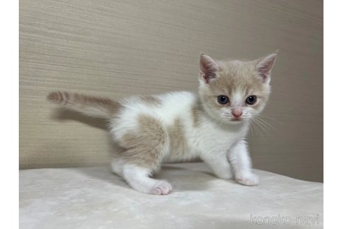 成約済の茨城県のスコティッシュフォールド-84716の3枚目